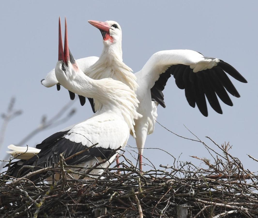 Ferienwohnung Storchennest Drochtersen Buitenkant foto